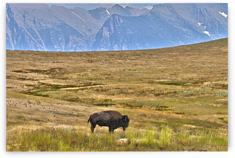 Lonely Buffalo by India Blake
