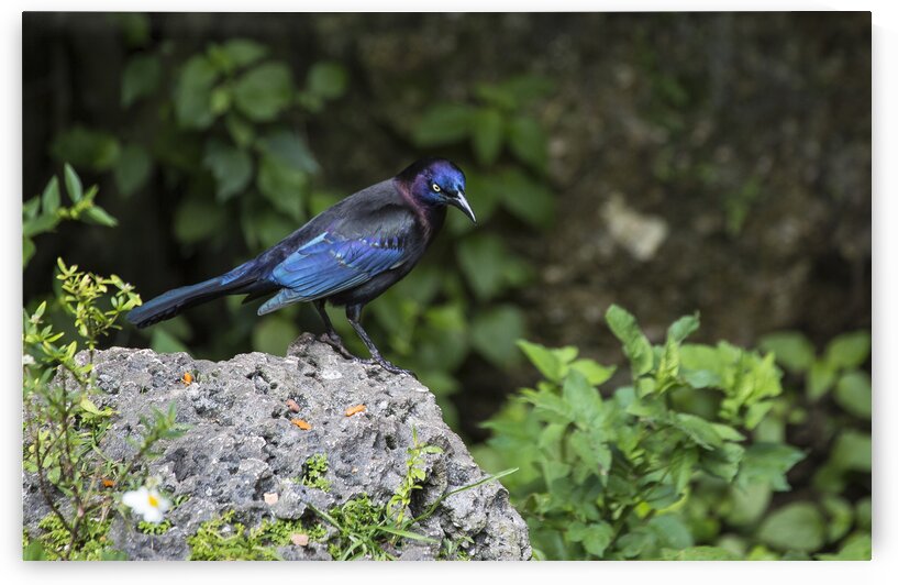 Boat-Tailed Grackle  by India Blake