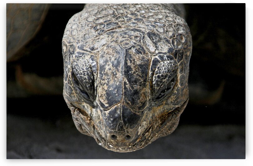 Wise Tortoise  by India Blake