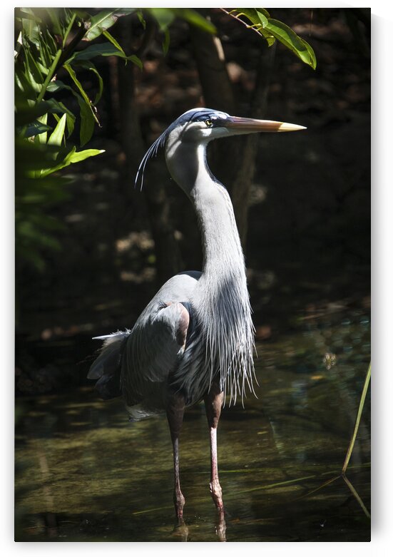 Catching Sunlight by India Blake