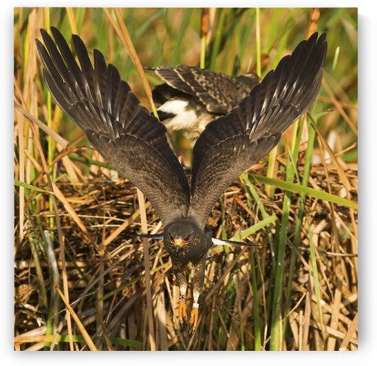 The Take Off by India Blake