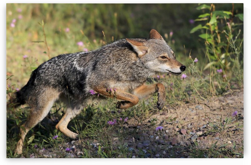 Pouncing Coyote  by India Blake