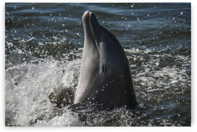Smiling Dolphin by India Blake
