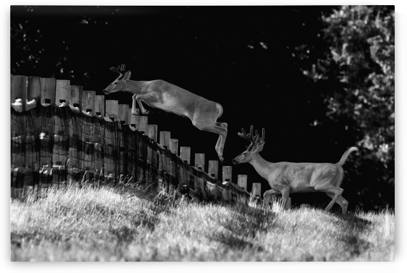 Leap Of Faith  by India Blake