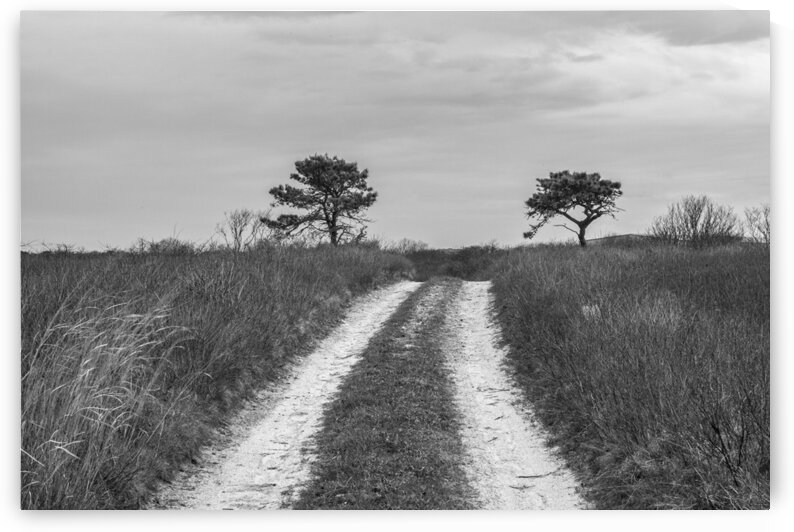 The Road Less Traveled  by India Blake