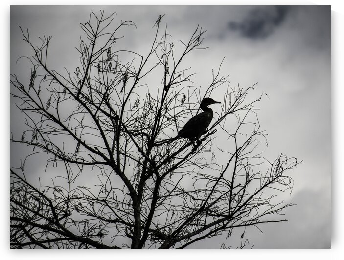 Perched by India Blake