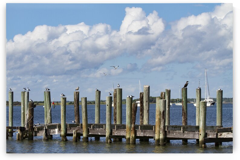 Coastal Afternoon by India Blake