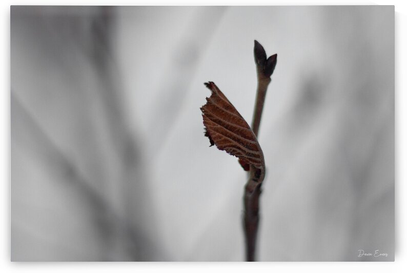 Leaves in winter by Dawn Evans