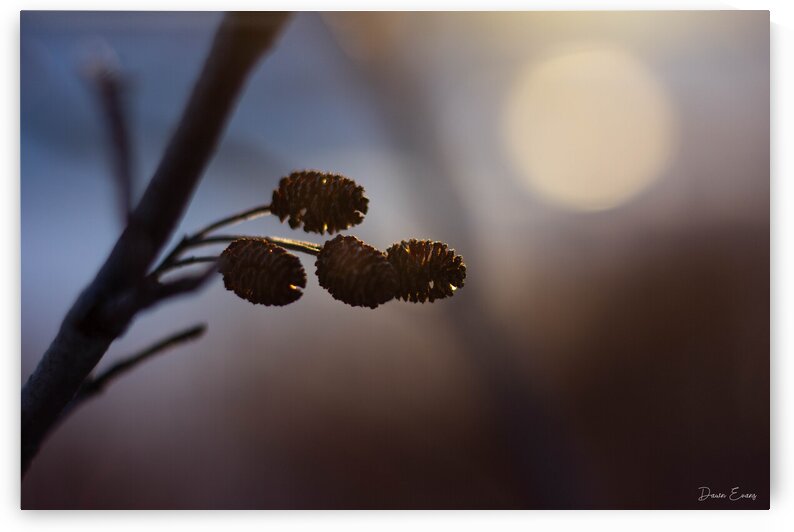 Winter foliage by Dawn Evans