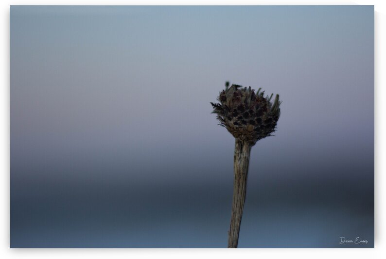 Dead flowers by Dawn Evans