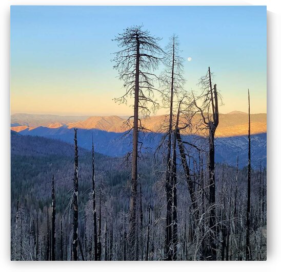 Oakhurts Morning Glory  by Explore Gods Glory