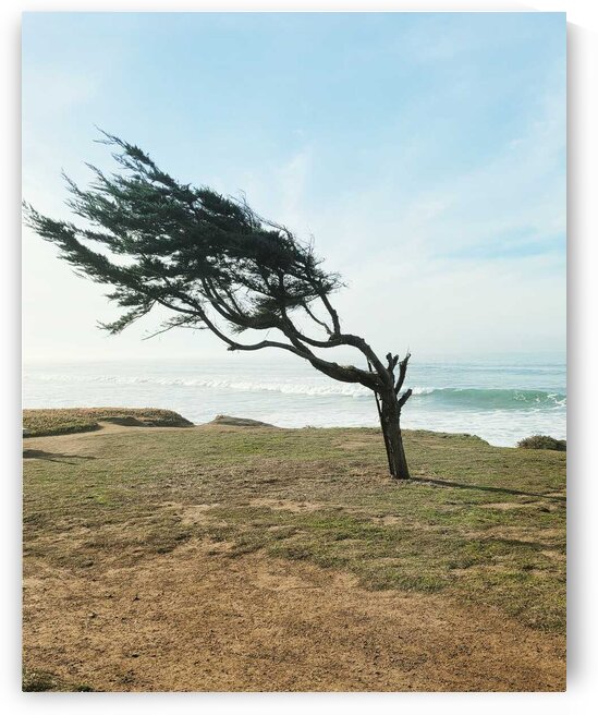 Cambrias Sidewave Tree by Explore Gods Glory