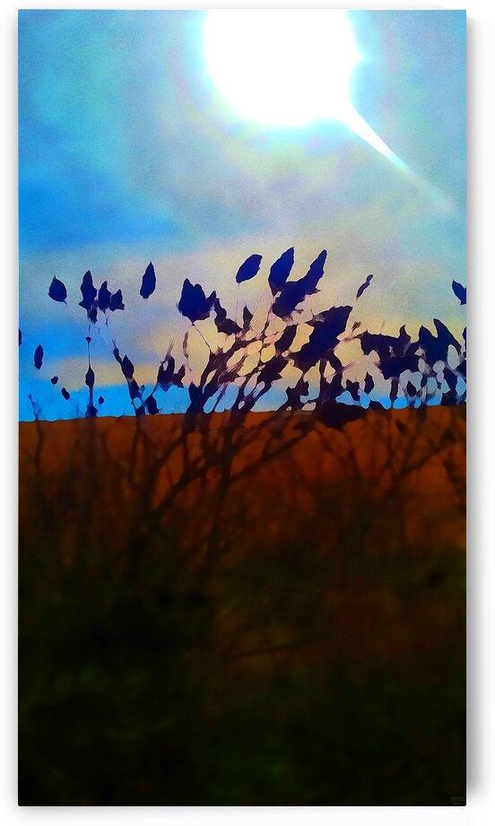 Mid Afternoon Beauty by Pierce Anderson