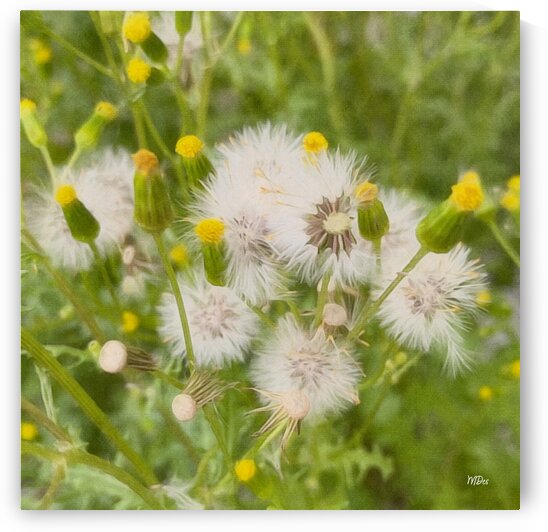 DREAMY WEEDS - ByZo Art Photography by By:Zo Art Print Collection   by Maria Desnoyers