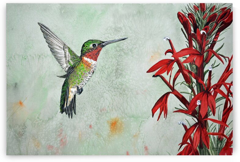 Ruby-Throated Hummingbird with Cardinal  Flower Painting 98 by Stephen Emms