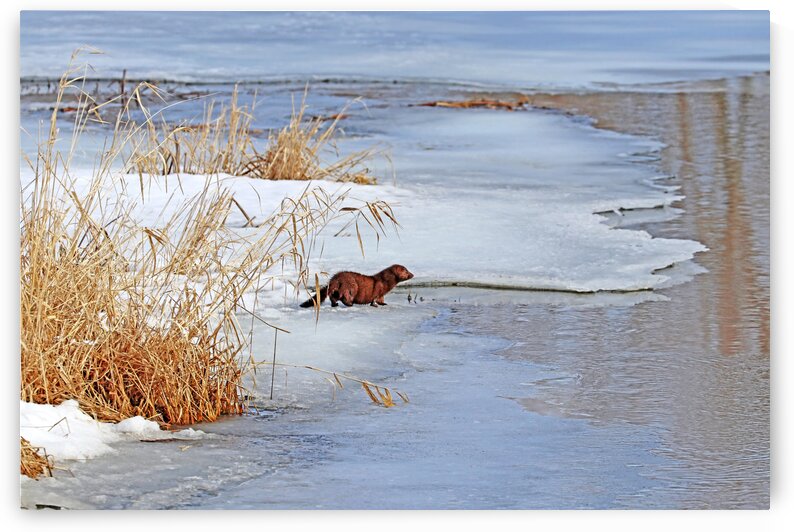 Winter Mink by Deb Oppermann