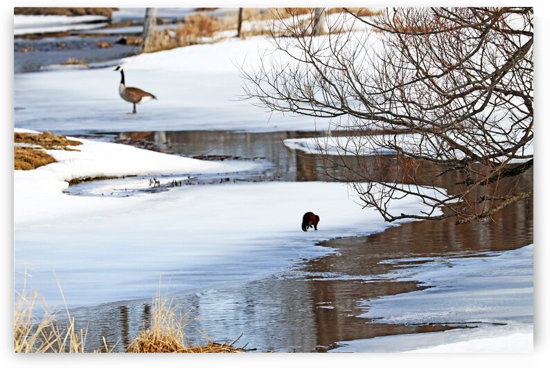 Mink On The Run by Deb Oppermann