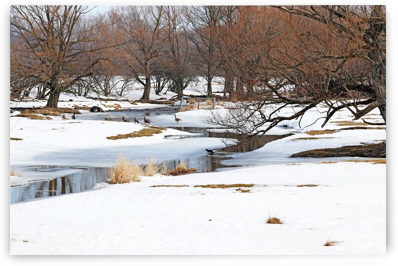 Mink And Geese by Deb Oppermann