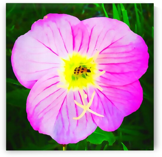 lady bug flower by Pierce Anderson