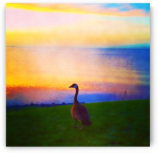 looking out by Pierce Anderson