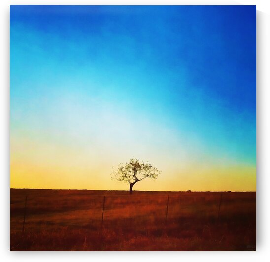 solitude tree by Pierce Anderson