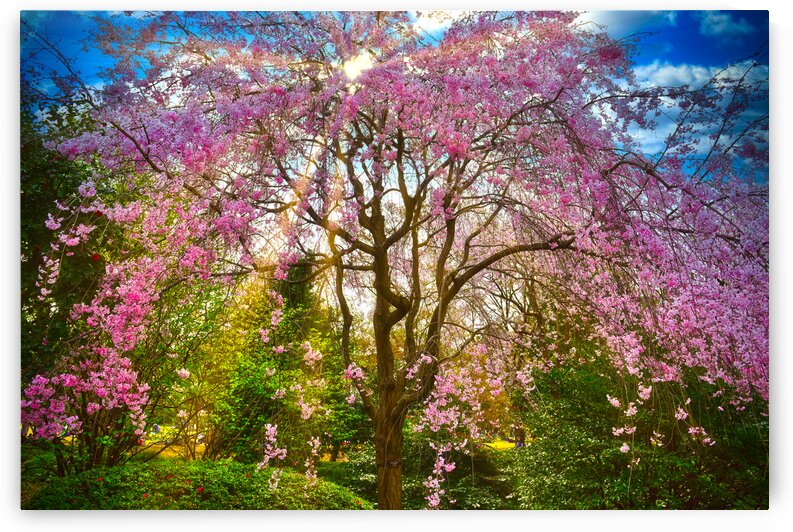 Sakura HDR 3853 by M Damien Suriel