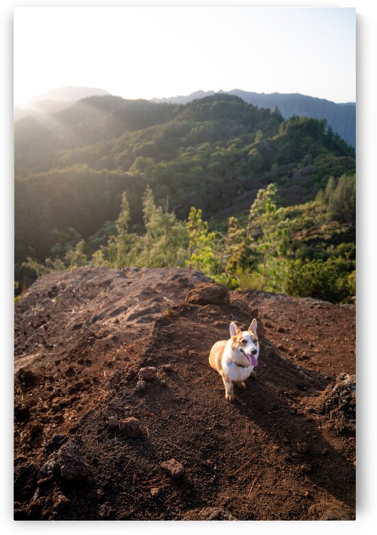 Mountain Corgi by Noah Lang