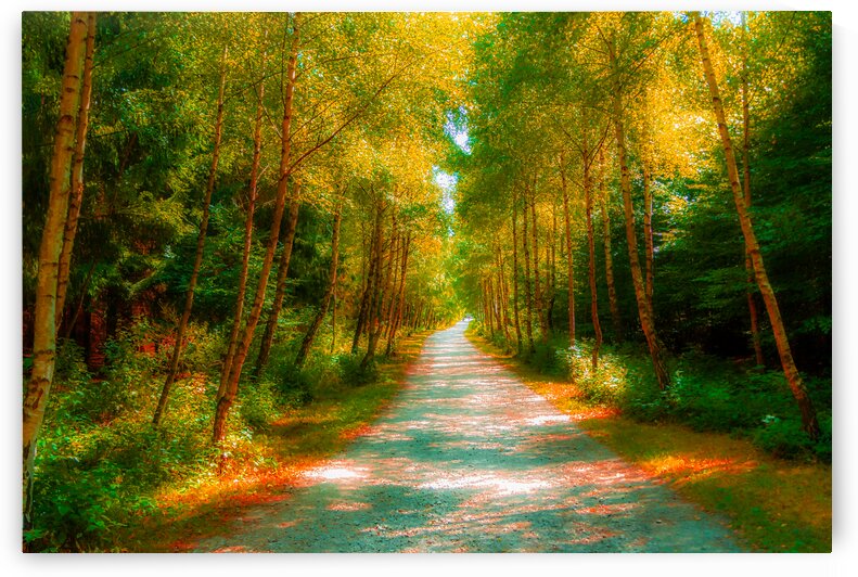 tanus forrest B 0784 by M Damien Suriel