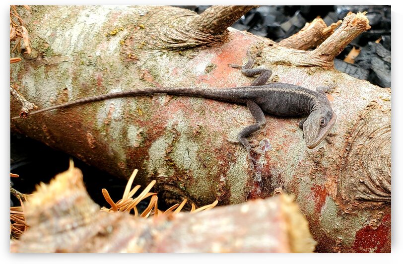 Odd Place to Be by The NC Geek