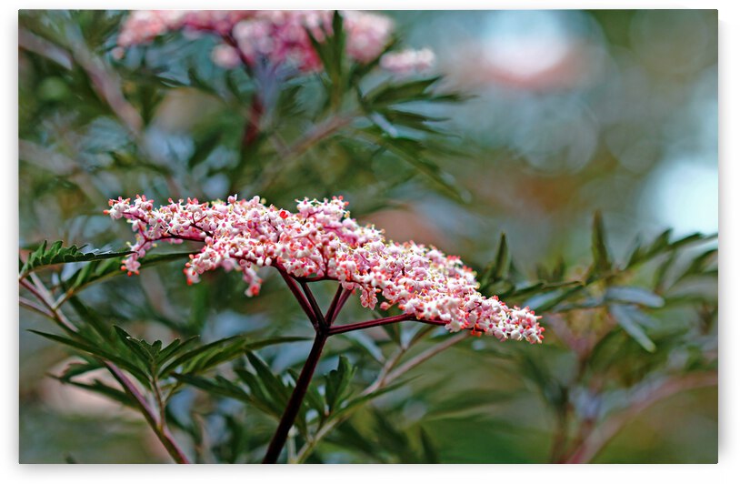 Black Lace Elder by Deb Oppermann