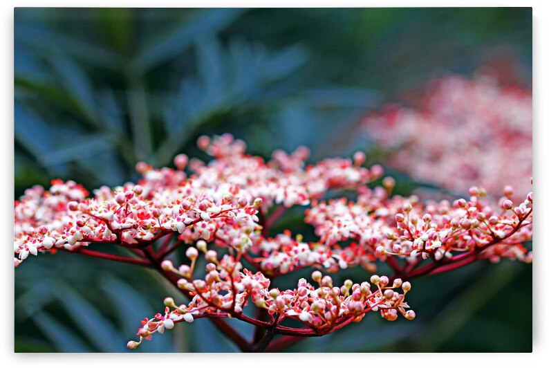 Black Lace Elderberry by Deb Oppermann