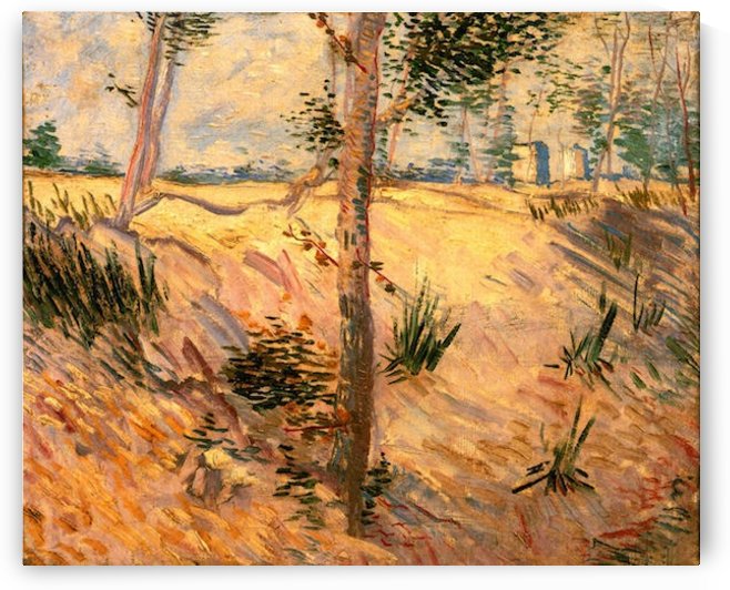 Trees in a Field on a Sunny Day by Van Gogh