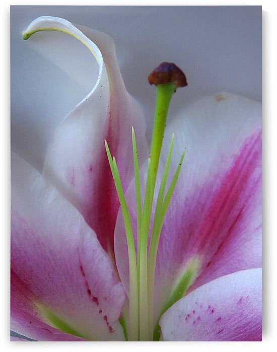 lis lisse en lice by ch Ragaine