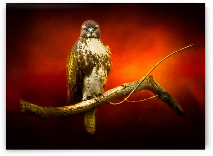 Red Tail Hawk by Michel Soucy