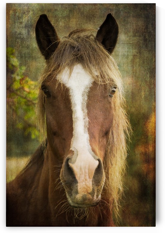 My Friend by Michel Soucy