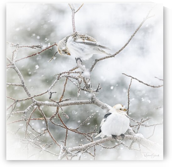 Snow Bunting 3 - MSP21116-01 Print Ratio 1:1 by MICHAEL SCHMIDT PHOTOGRAPHY