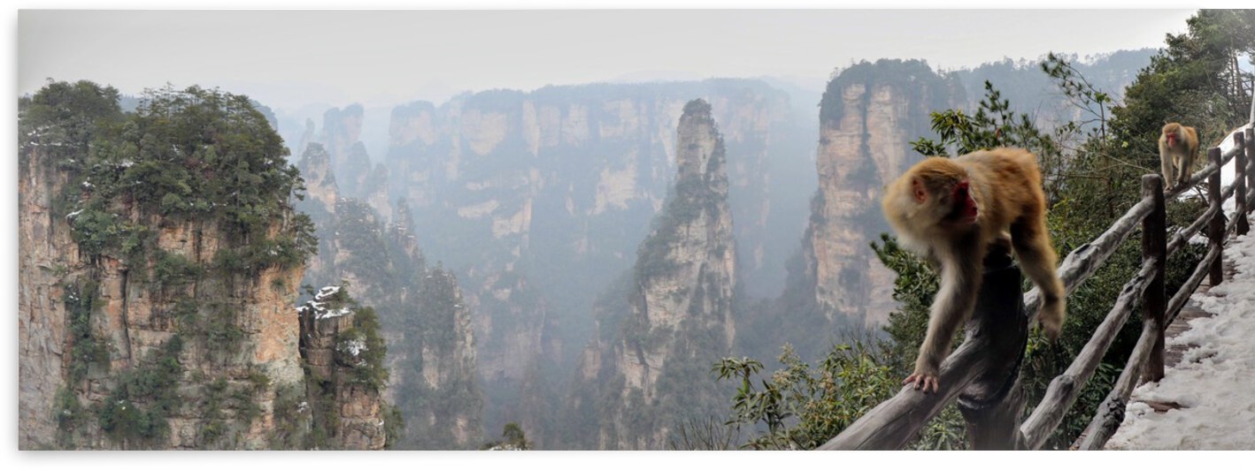 Macaques | Wulingyuan District Zhangjiajie Hunan China by Jetlag and Wanderlust