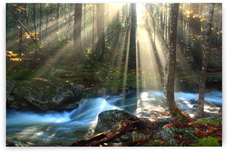 Deep Forest Magic by Patrick LaFreniere