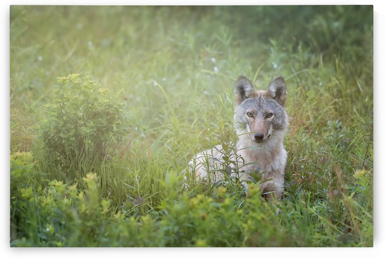 Eastern Coyote by Michel Soucy