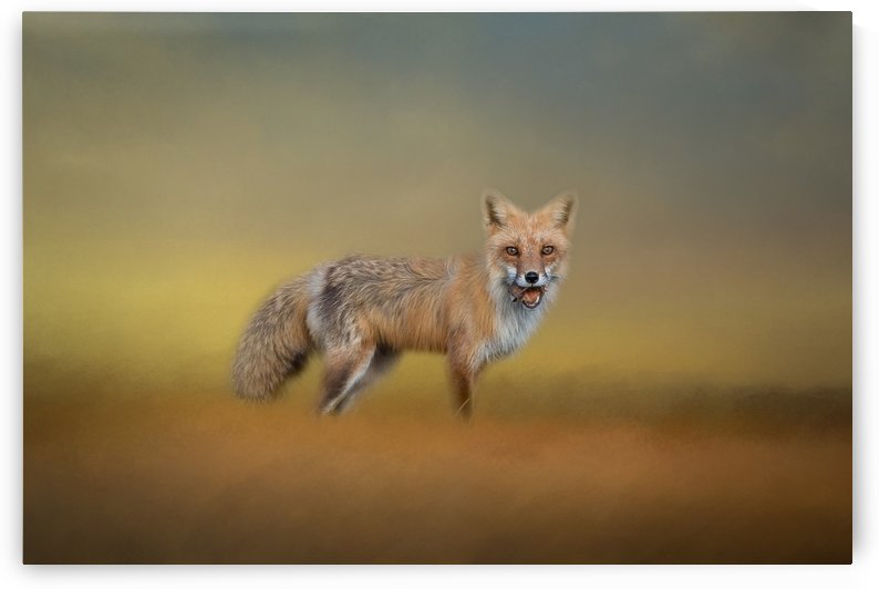 Foxy by Michel Soucy
