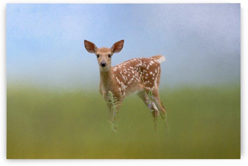 Spotty the Fawn by Michel Soucy