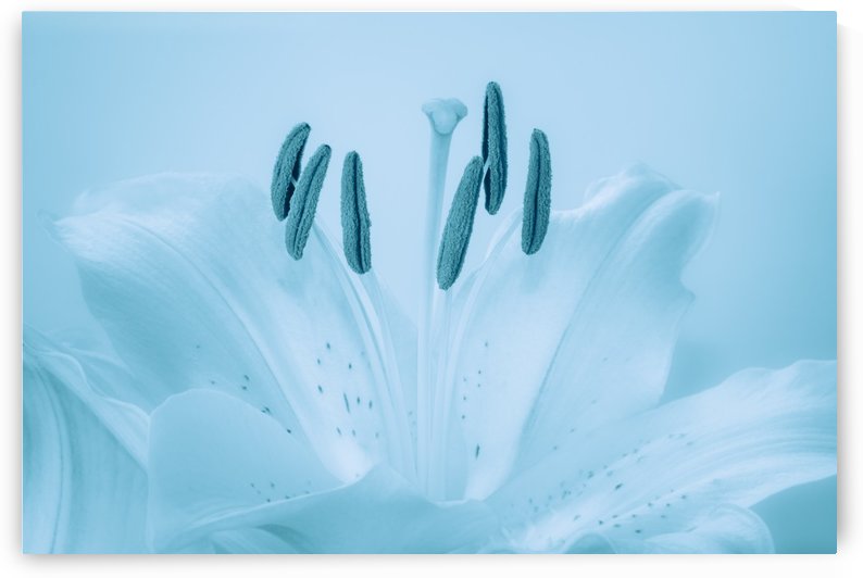 Blue Lily by Michel Soucy