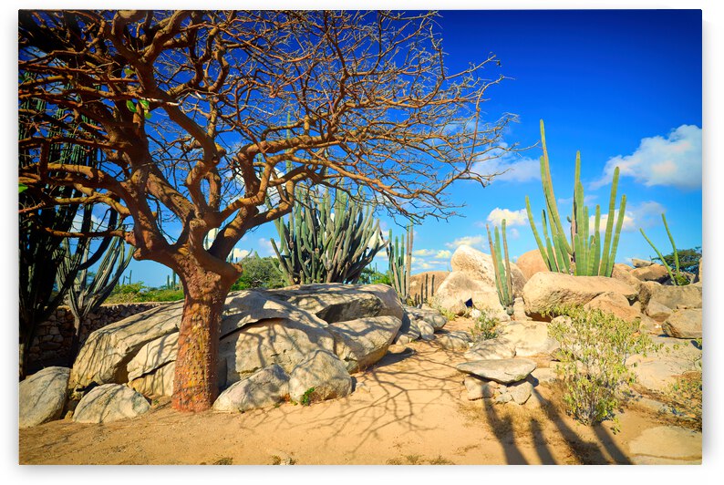Aruba Desert Scene with Tree and Cacti by Bill Swartwout Photography