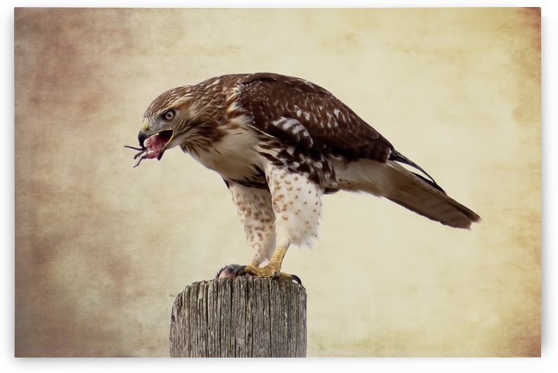 Meal Time for a Hawk by Michel Soucy