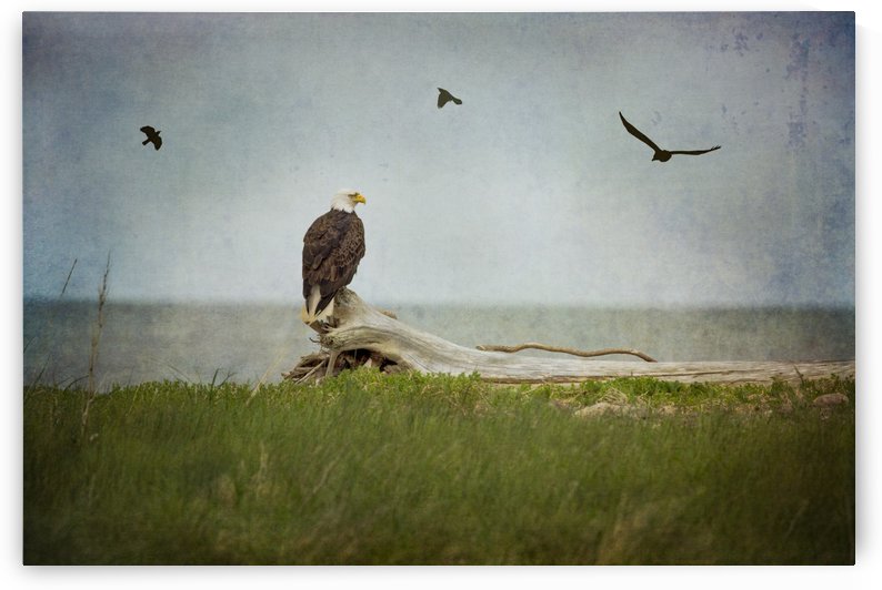 Bald Eagle on Tree Trunk by Michel Soucy