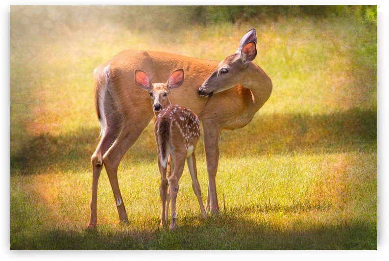 Doe with fawn looking back by Michel Soucy