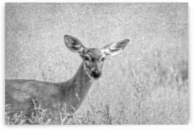 Pretty Doe by Michel Soucy