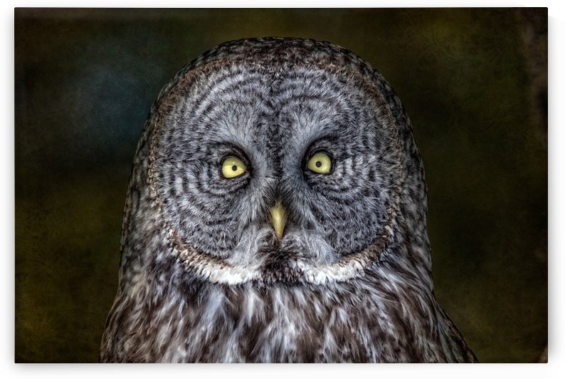 Stare Down with a Great Grey Owl by Michel Soucy