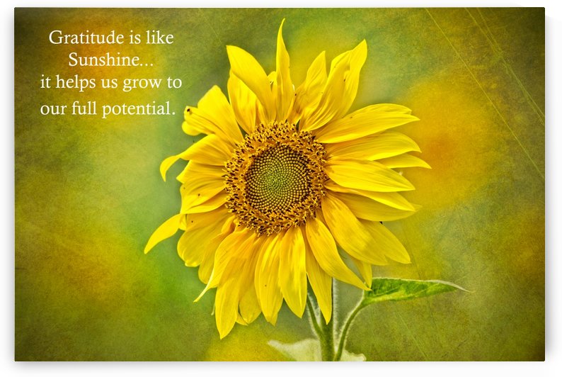 Gratitude is Like Sunshine by Michel Soucy