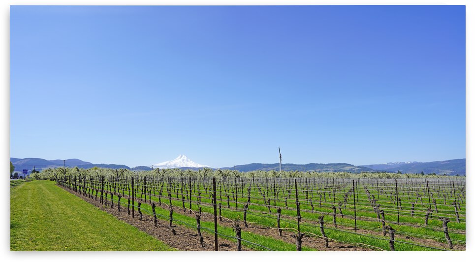 Spring in Hood River Valley   Oregon Columbia Gorge by 360 Studios